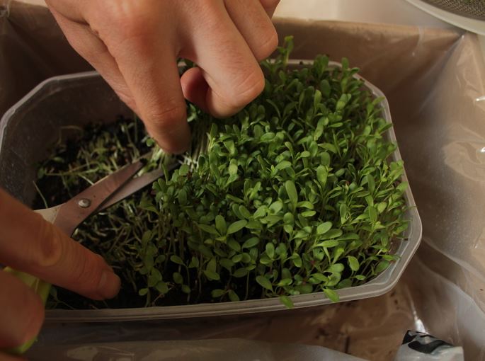 Cómo cultivar brotes