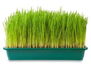 Prepara un superalimento en casa: Pasto de Trigo o Wheatgrass